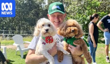 Anthony Albanese held undeclared honorary membership to golf club awarded $6 million