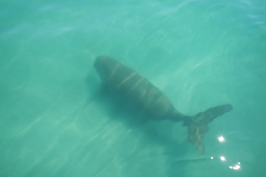 A dugong viewed from above swimming in turquoise water