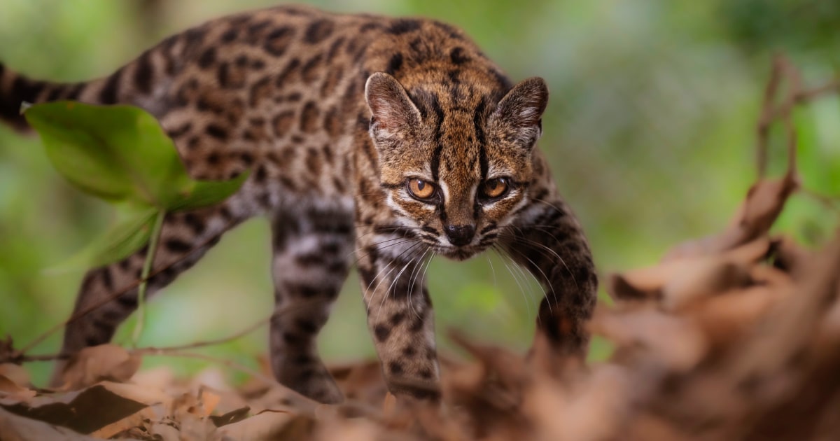 New wild cat species is identified for first time in 100 years, researchers say