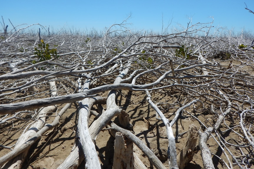 A patch of dead trees, laying over one another as far as the eye can see. Dry, sandy dirt is underneath the branches.