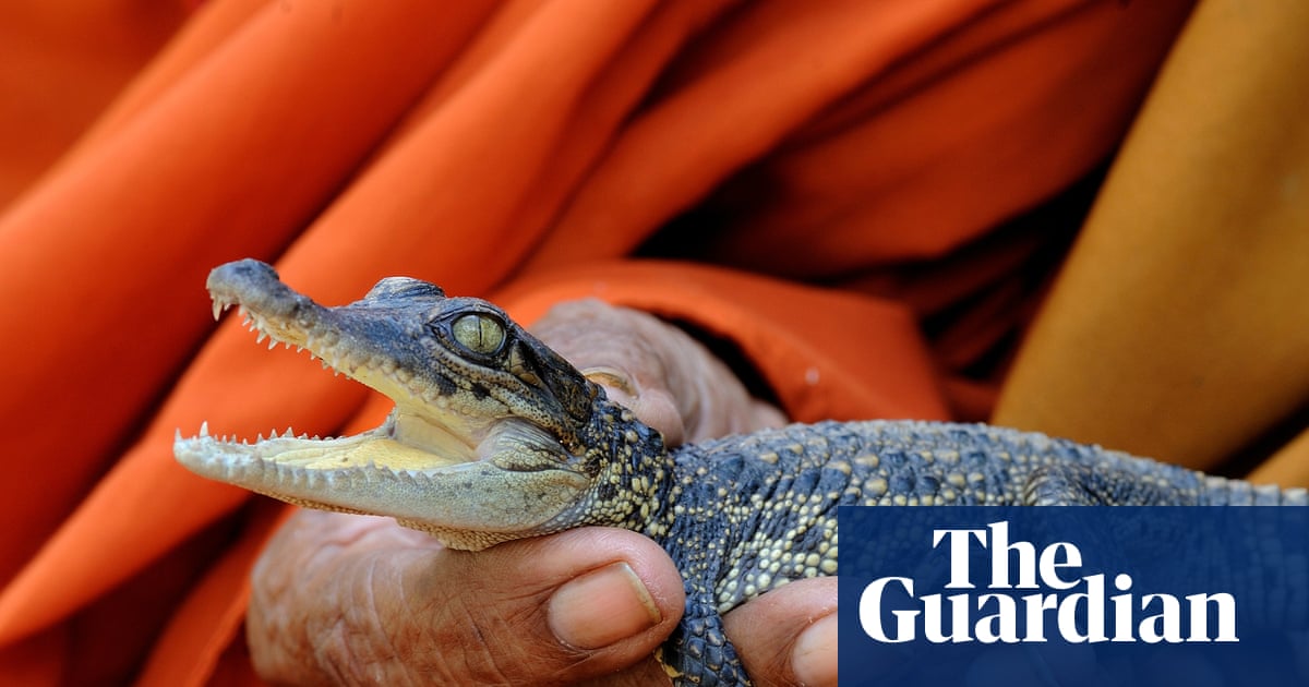 Saving the Siamese crocodile: Cambodia moves to protect one of the world’s last wild populations | Crocodiles