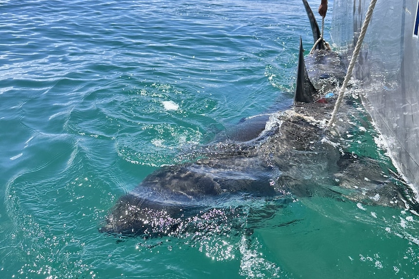 A man in a boat lowers a shark into the water after tagging it  
