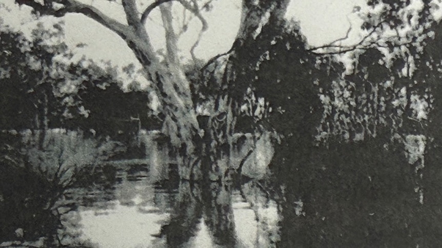Tree at flood level in 1956.
