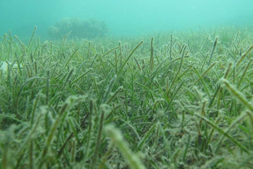 A photo taken underwater shows a patch of seagrass growing on the ocean floor, coral can be seen in the background.