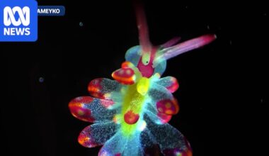 Tiny cells and creatures dazzle in microscopic video competition