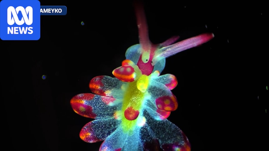 Tiny cells and creatures dazzle in microscopic video competition