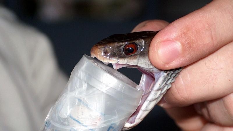 Snake bites described as a "silent crisis" in Papua New Guinea