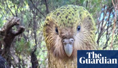 Kākāpō rising: 90 chicks swell population of the world’s heaviest parrot | New Zealand