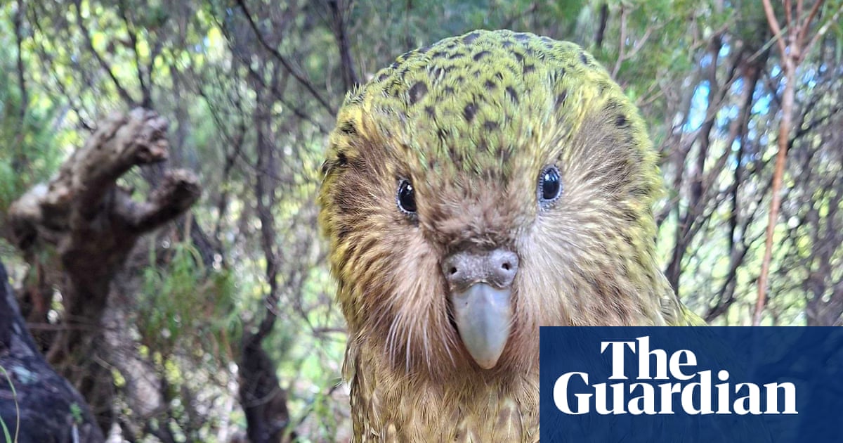 Kākāpō rising: 90 chicks swell population of the world’s heaviest parrot | New Zealand