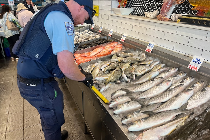 A uniformed officer from Fisheries NSW measuring a fish with a tape measure.