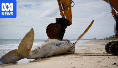 Mammoth effort underway to remove whale carcass from Perth beach