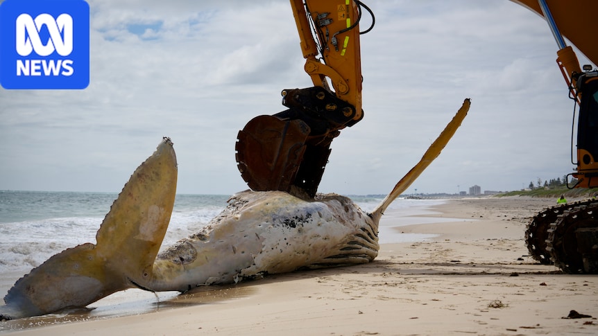 Mammoth effort underway to remove whale carcass from Perth beach