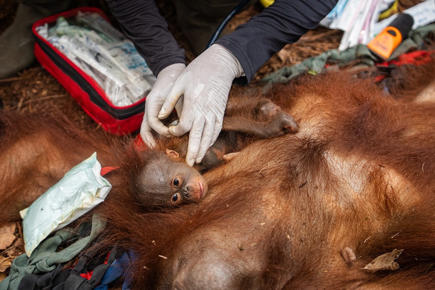 A mother Orangutan and her baby at the centre of a rescue in Indonesia.