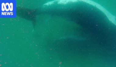 Rare video of humpback whale with stillborn calf suggests species may experience form of grief