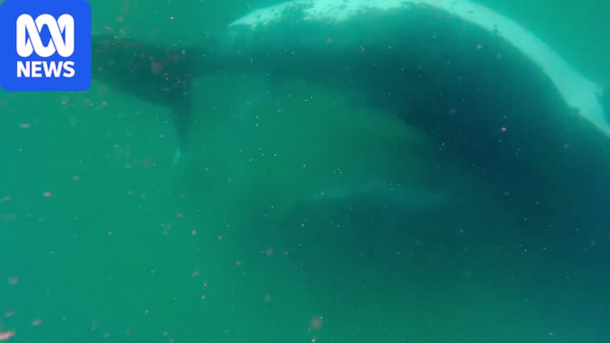Rare video of humpback whale with stillborn calf suggests species may experience form of grief