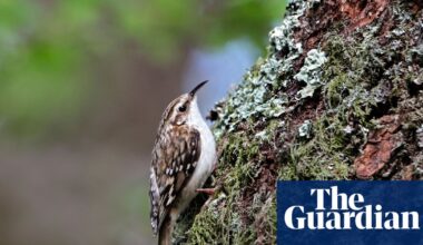 Country diary: I’m virtually living in the woods now. Wildlife is everywhere | Trees and forests