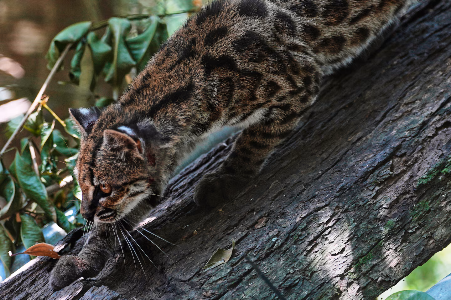 Tiny wild cat newly identified as a species draws curious visitors in Bolivia - The Washington Post