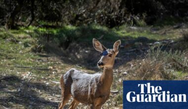 Judge rules 2,000 Catalina Island deer can be killed to save native plant species | California