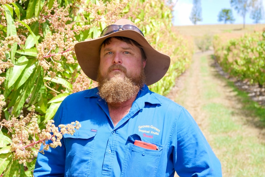 David, a man in a blue shirt and hat standing in front of flowering mango trees.