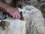 A man's hand holds a shearing tool as a sheep is shorn.