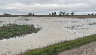 Heavy rains flood fields, delay harvest across the Prairies