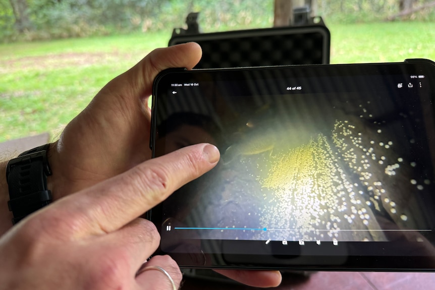 A picture of a man's hand pointing at a video of a cod and its eggs in a log.