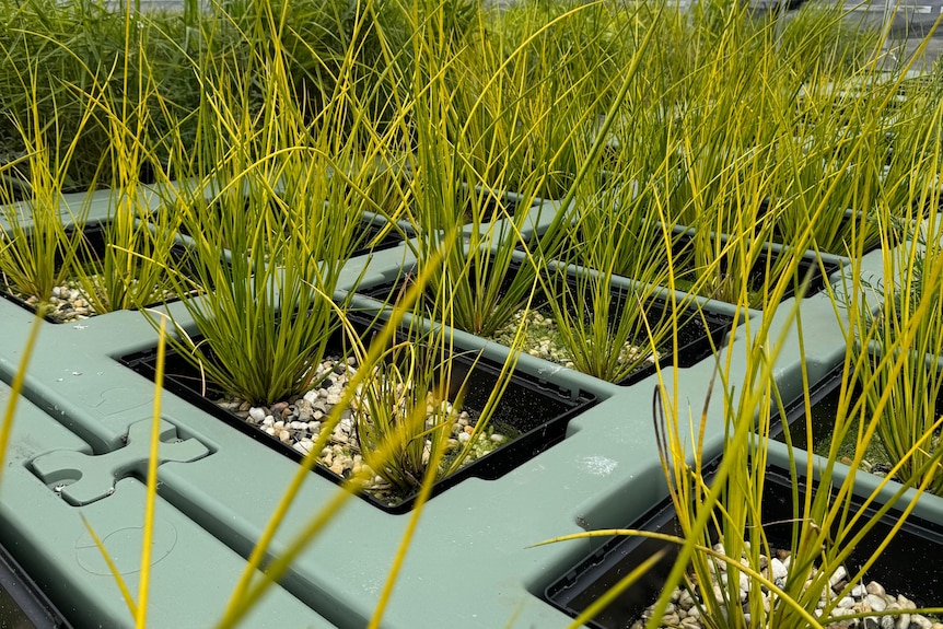 A photo of a number of grass-root plants, buried in gravel rock, all lined up
