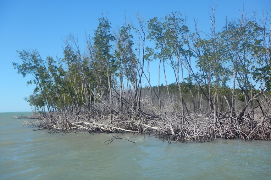 Ocean waters lap at the bottom of mangrove tree trunks standing on the shore, a number of the trees are dead or dying.