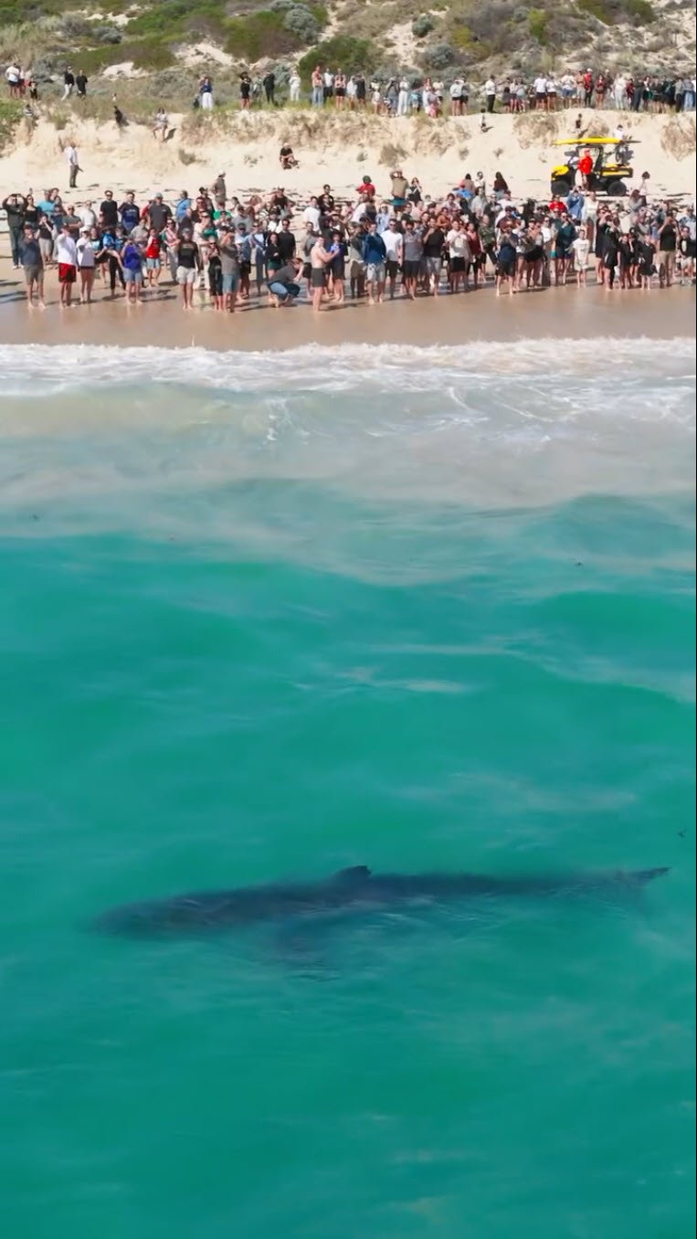 Sharks have been captured circling the whale carcuss close to shore. 