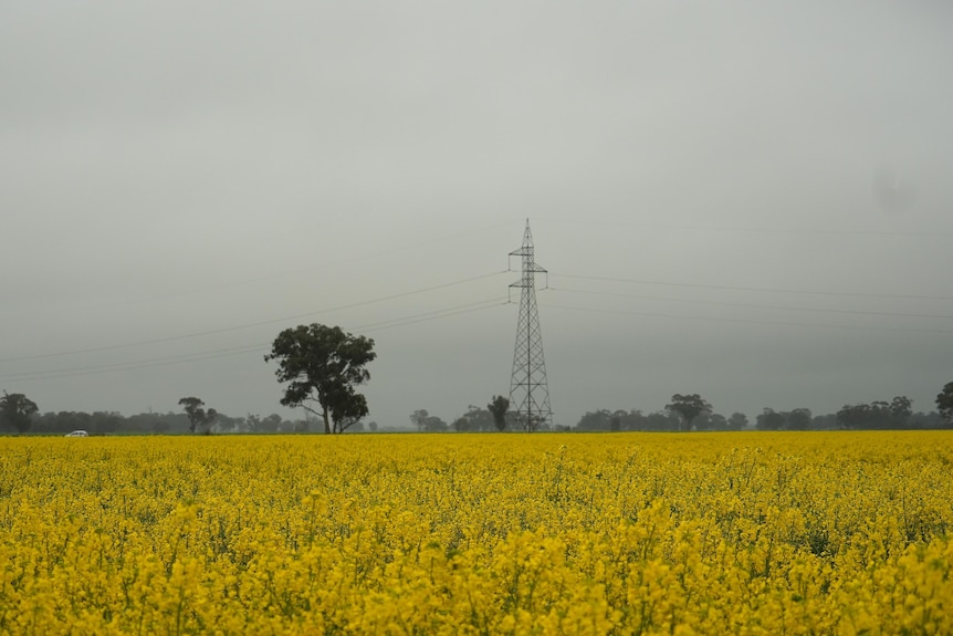 Yellow canola flowers with a powerline in the background