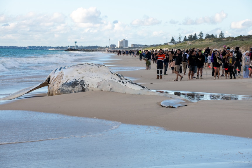 Crowds on a beach watch a whale carcass at the shoreline.