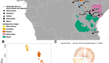 Genomic insights into the persistence of Nubian giraffe (Giraffa camelopardalis camelopardalis) in conflict-affected South Sudan