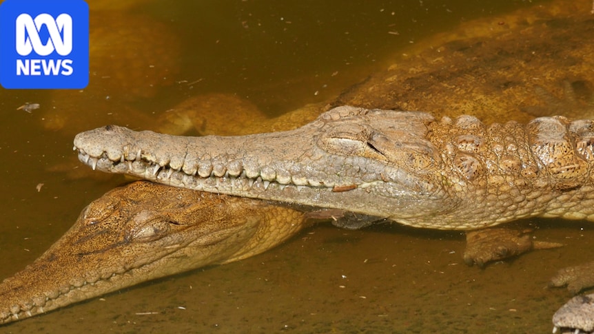 Australia's pygmy crocodiles aren't a new species, but they still need protection, experts argue