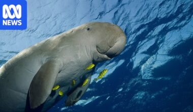 Research showing steep decline in dugong numbers prompts calls for action in Gulf of Carpentaria