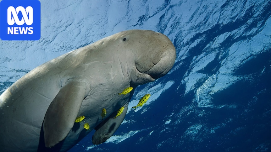 Research showing steep decline in dugong numbers prompts calls for action in Gulf of Carpentaria