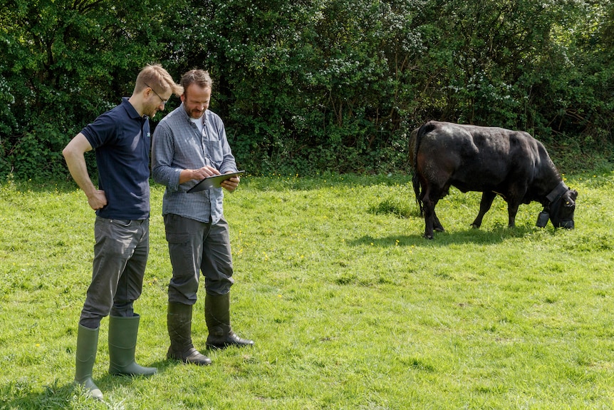 two men standing in paddock with cattle
