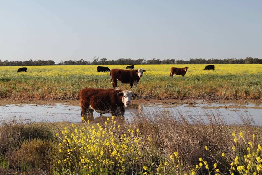 A group of cows in the Macquarie Marshes