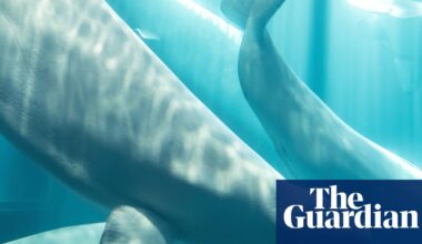 Beluga whale rescued from closed Canadian marine park dies in US | Illinois