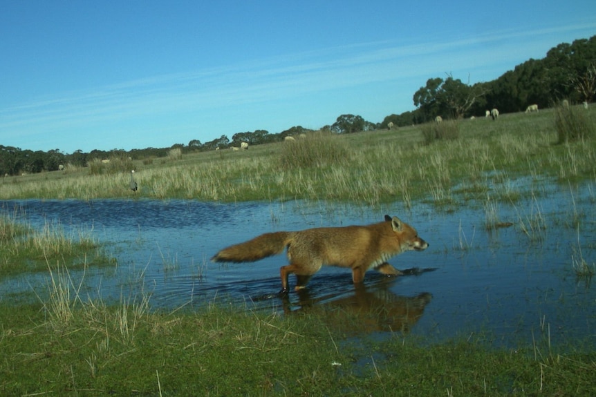 Fox walking through wetland
