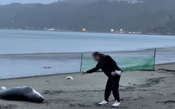 A fish is thrown at a leopard seal at a Lower Hutt beach.