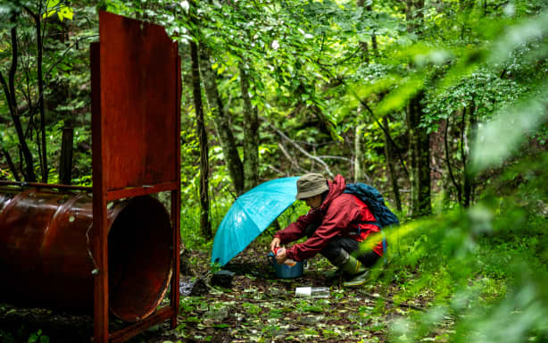 Wild bear expert Akiko Takii works on a bear trap in a forest in Ina, Nagano Prefecture on July 6, 2026. The process of trapping, tagging and releasing the animals is part of a pioneering management plan launched in 1995, as authorities realised the bear population was shrinking in the mountainous region in the centre of Japan's Honshu island. And it is becoming part of a model of coexistence in the region that some experts believe is an alternative to the dominant practice of culling the animals in an effort to prevent attacks.