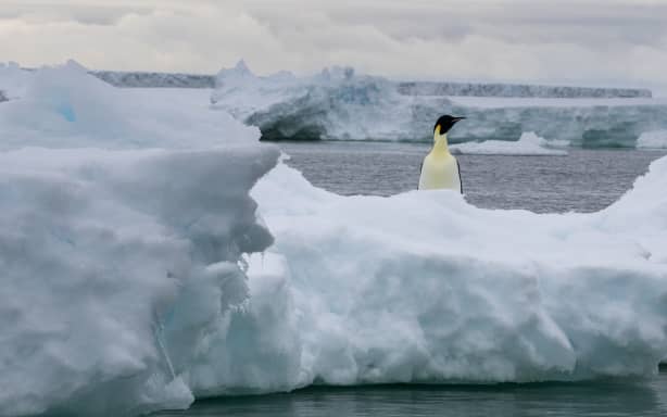 Emperor penguin (Aptenodytes forsteri) on iceberg, Larsen C ice shelf, Weddell Sea, Antarctica.
Sergio Pitamitz / Biosphoto / Biosphoto via AFP