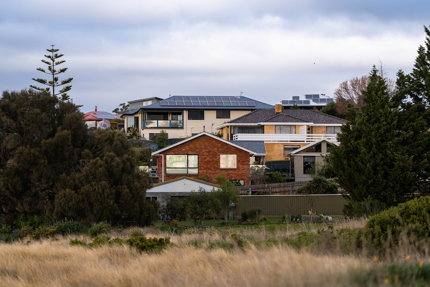 A golden field of grass in foreground with trees and housing in the distance.