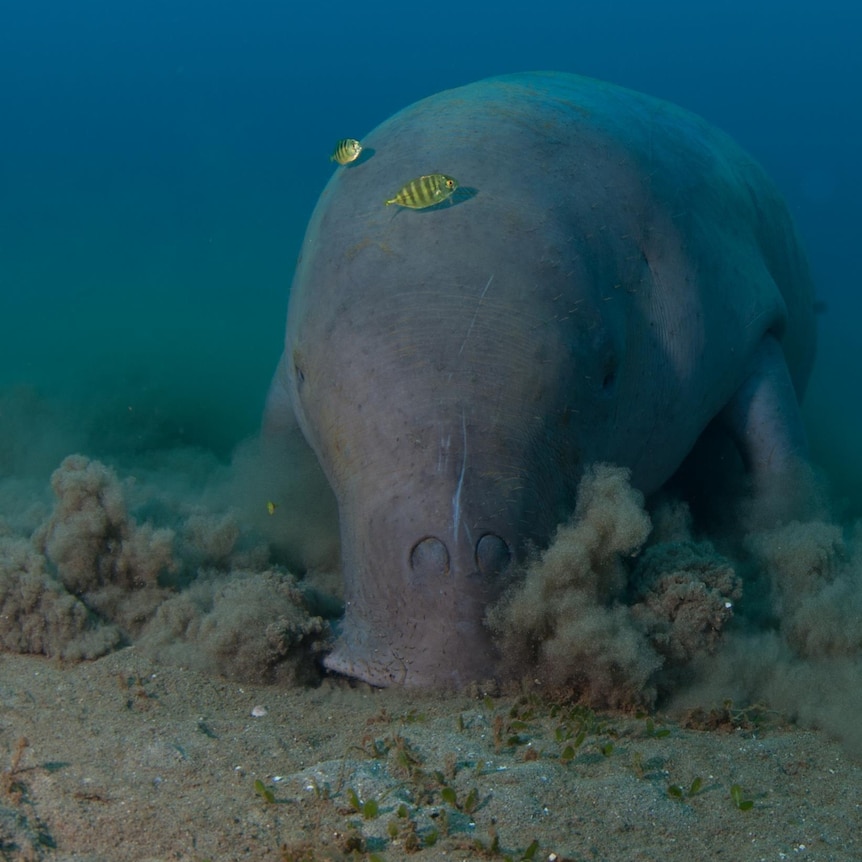 A dugong vacuums up seagrass from the ocean floor with its snout, small yellow fish swim nearby.