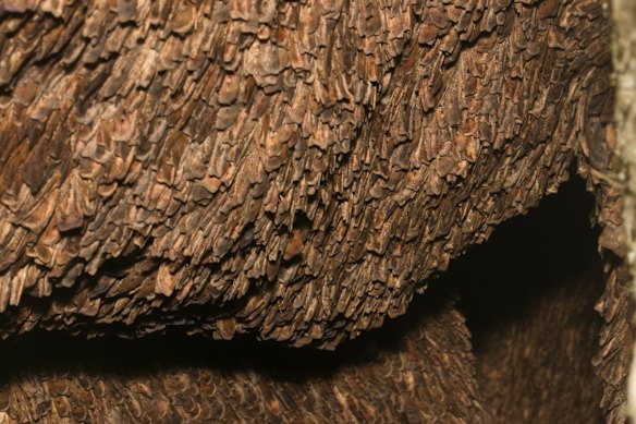 Reckon there are lots of moths at your place? The photo shows an aggregation of bogong moths in a cave in the Brindabella Ranges, west of Canberra. 