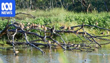 Macquarie Marshes landholders prepare for arrival of bird flu