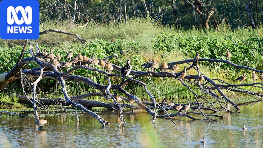 Macquarie Marshes landholders prepare for arrival of bird flu