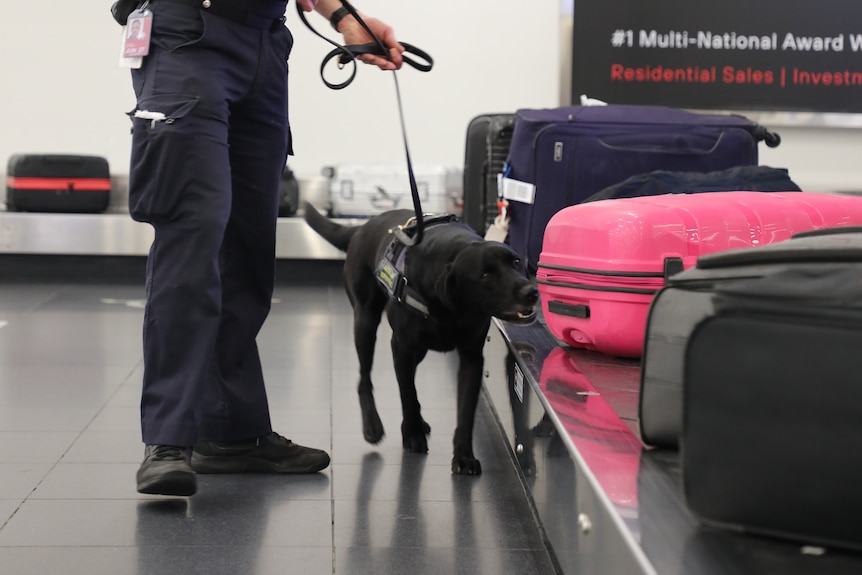 A uniformed law enforcement officer leads a sniffer dog as it checks luggage on an airport baggage carousel.
