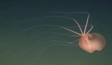 Rare bigfin squid spotted for first time in Pacific Ocean