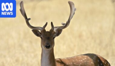 Court fines Adelaide Hills man for failing to tag 'pet' deer, orders compliance